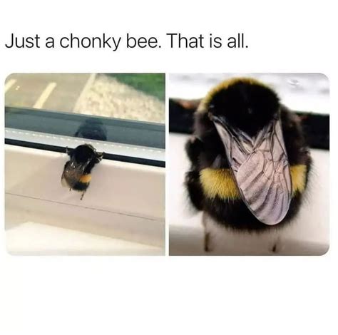 Absolute Unit Of A Bee 9gag