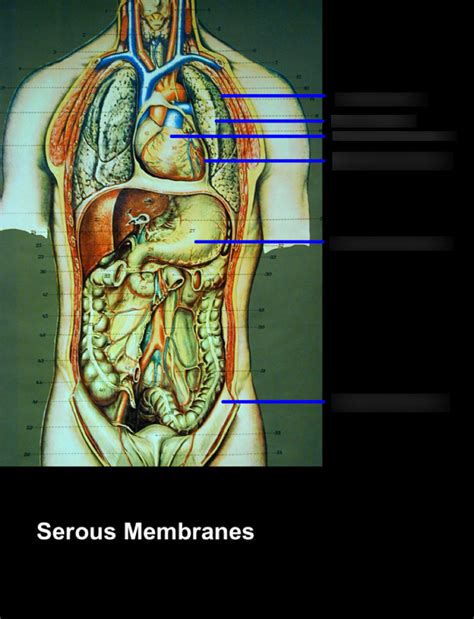 Serous Membranes Diagram Diagram Quizlet