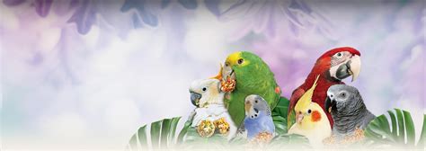 Find The Right Pet Bird For You Pet Birds By Lafeber Co