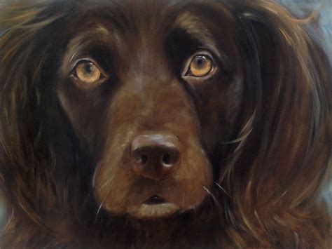 Boykin Spaniel Pet Portrait Commission By Mary Sparrow Contact Mary At