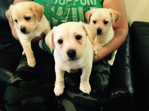 Check spelling or type a new query. Yellow lab puppies for Sale in Houston, Texas Classified ...