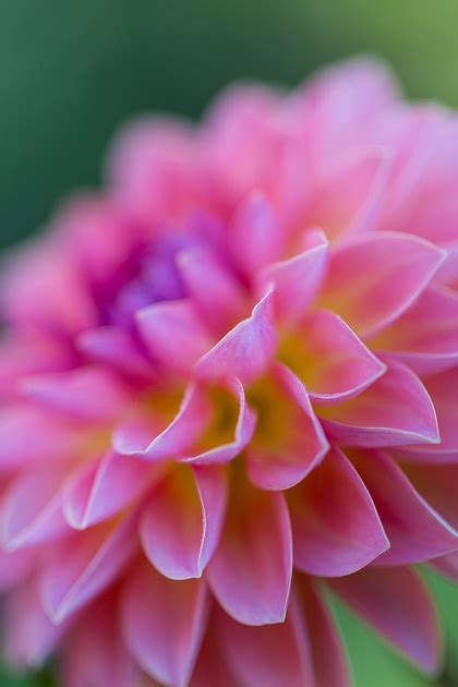 Anne Belmont Photography Dahlias In Bloom