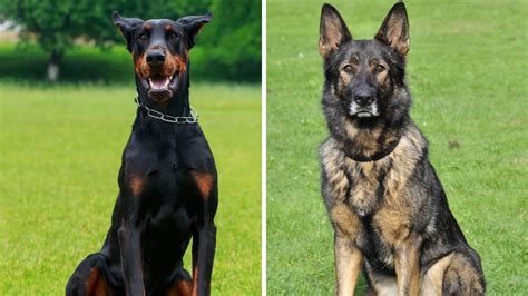 Doberman Vs German Shepherd 12 Differences And Facts Puplore