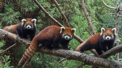 U.S. zoos boost red panda population; 2 debut in N.Y.
