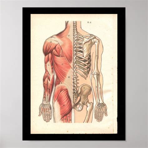 Muscle Posters And Prints Zazzle