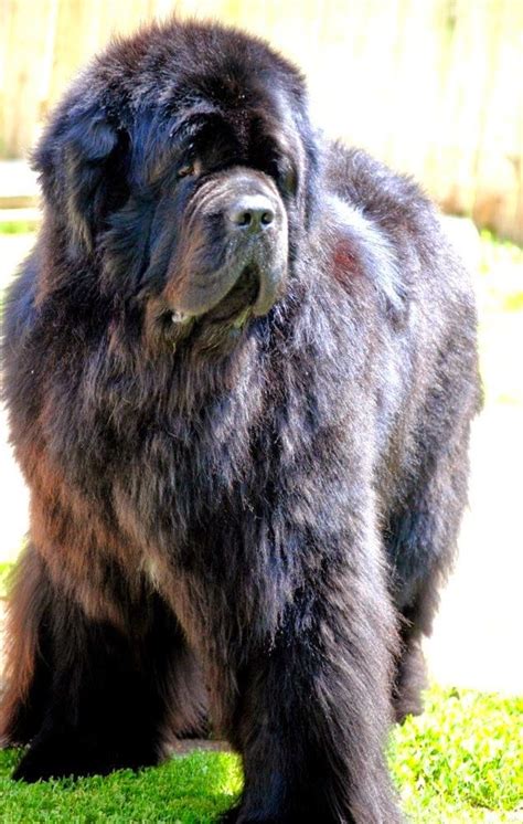 327 Best Extra Large Dog Breeds Images On Pinterest Big Dogs Dog Cat