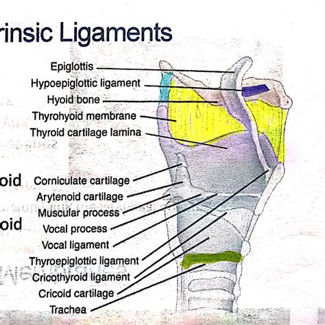 Extrinsic Intrinsic Laryngeal Ligaments Diagram Quizlet
