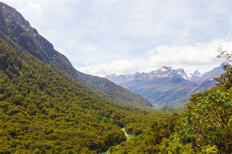 View Of A Dense Forest On The South Island New Zealand Stock Photo