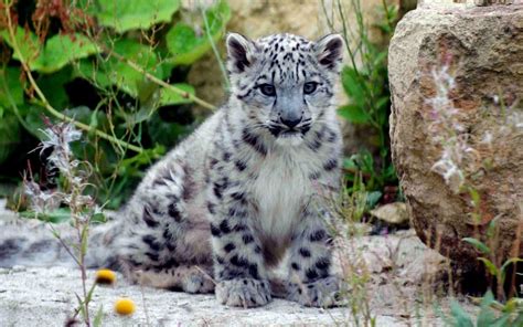 Endangered Snow Leopard Cubs On Show At Zoo Telegraph