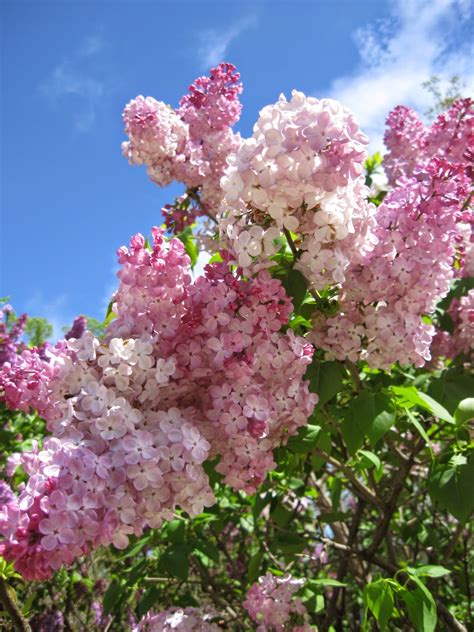Washingtongardener Lilacs You Can Grow That