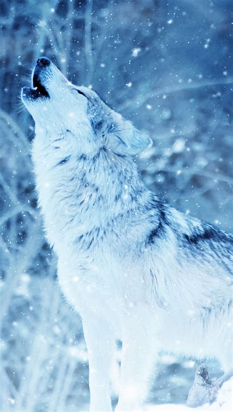 Wolf Howling In The Winter Wallpaper 4k Ultra Hd Id7277