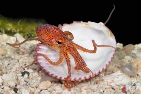 Tiny Octopus Baby Octopus Deep Sea Creatures Cute Baby Animals
