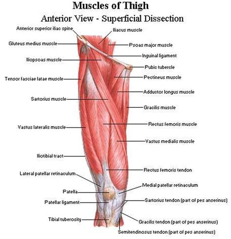 Taken together they form a diamond shape. Pictures Of Anterior Thigh MusclesHealthiack