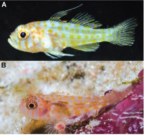 Trimma Putrai A New Species Of Goby From The Indonesia And Timor Leste