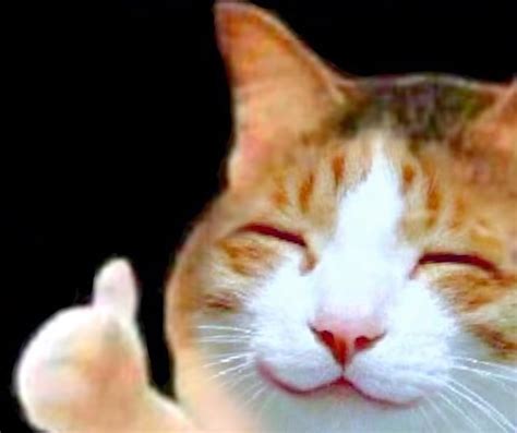 Cat Thumbs Up Meme Canvas Smorgasbord