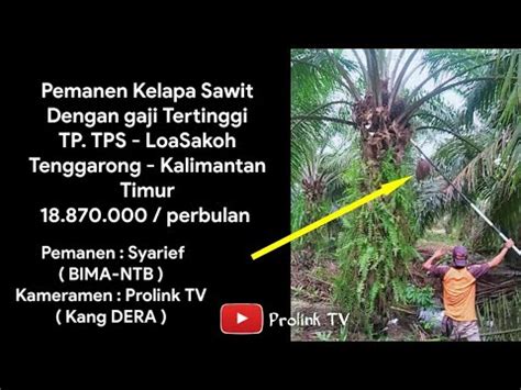 Kabupaten seruyan, provinsi kalimantan tengah. Pemanen Kelapa Sawit Skill Dewa Dan Gaji Tertinggi | Sawit ...