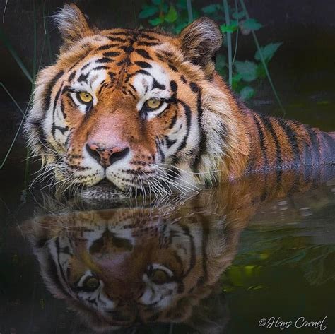 Tigers Are Magnificent On Instagram Amazing Tiger What Do You Think