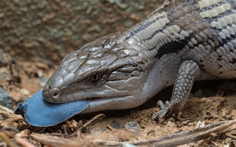 Australian Blue Tongue Lizard Warning 6 Images Nature And Wildlife