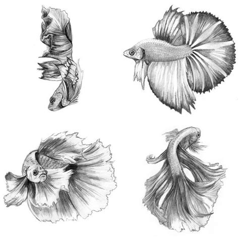 Betta Tattoo Fish Drawings Fish Sketch