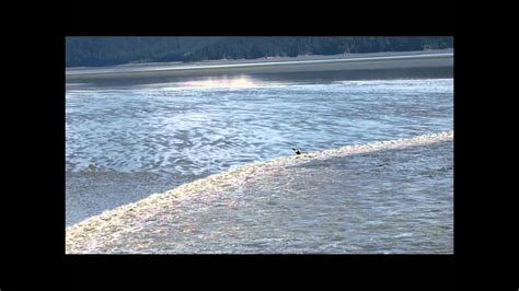 Surfing Tidal Bore In Alaska Cook Inlet Turnagain Arm Youtube