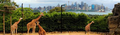 Taronga Zoo Guide Tickets Hours And Events At Sydneys Wildlife Park