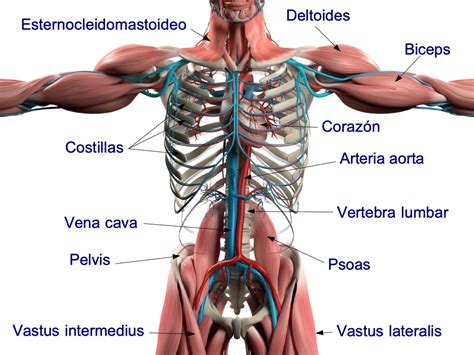 Anatomía qué es y para qué sirve Significados