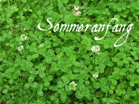 0 ответов 0 ретвитов 0 отметок «нравится». Gänseblümchen: Sommersonnenwende