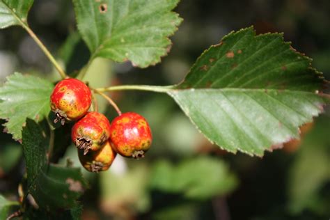 Hawthorn Crataegus Spp Herbalism Herbs For Health Hawthorn Tree