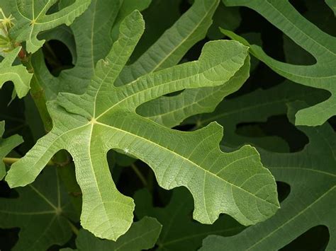 Benghalensis as being edible so i would view it as suspect. Ficus caria - Edible or Garden Fig (Moraceae Images)