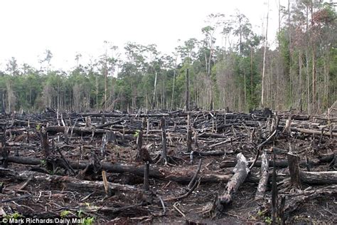 Carbon Dioxide Emissions Help Tropical Rainforests Grow