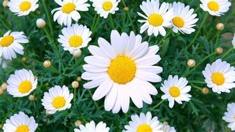 Daisy Care How To Plant Grow Outdoor Daisy Flowers In A Garden