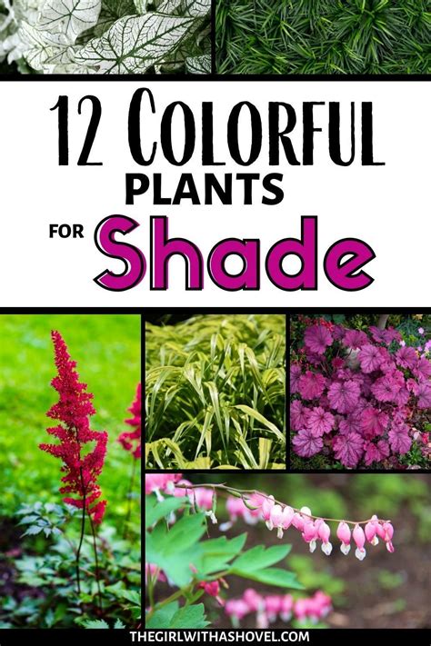 Plants That Like Shade Part Shade Plants Shade Garden Plants Shade