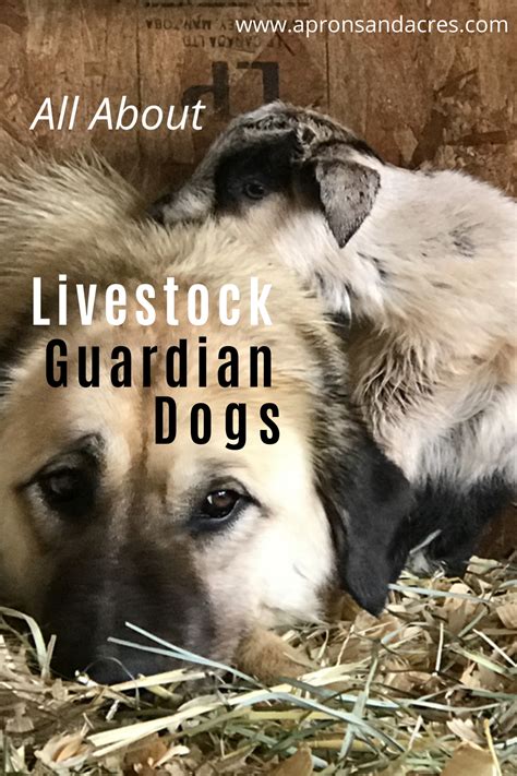 All About Livestock Guardian Dogs Livestock Guardian Dog Livestock