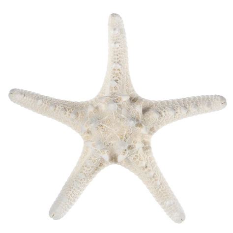 Sea Star Stock Photo Image Of Bumpy Background Mollusca 4901950