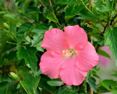 Vibrant Pink Hibiscus Flower Free Stock Photo Public Domain Pictures