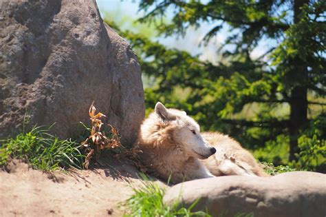 A Wolf Wolf Photographed At A Zoo In Asahikawa Hokkaido Japan By