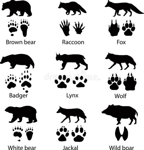 Wild Animals Stock Vector Illustration Of Footprint 23662170 Artofit