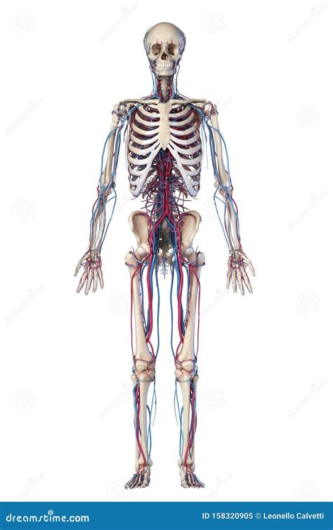 Human Body Anatomy Skeleton With Veins And Arteries Front View Stock