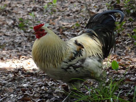 Feathers And Beaks: Dutch Bantam Rooster
