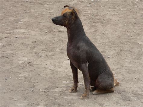 Perro Sin Pelo Peruano Peruvian Hairless Dog