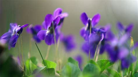 1920x1080 1920x1080 Macro Violets Plants Spring Purple Flowers
