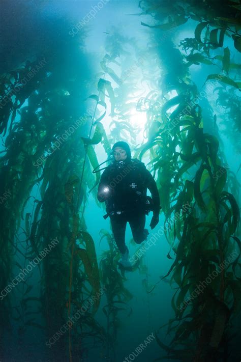 Scuba Diving In Kelp Forest Stock Image C0319154 Science Photo