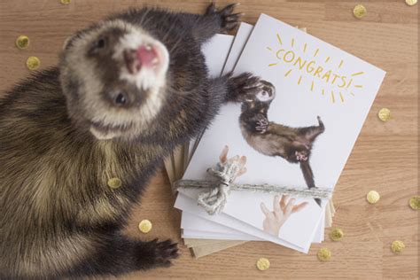 6 Pack Congratulations Ferret Card Funny Weasel Card
