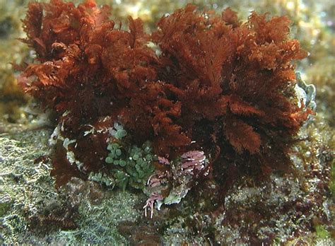 Database on algae including terrestrial, marine and freshwater. meilankiky: Manfaat Rumput Laut (Seaweed) untuk Ibu Hamil