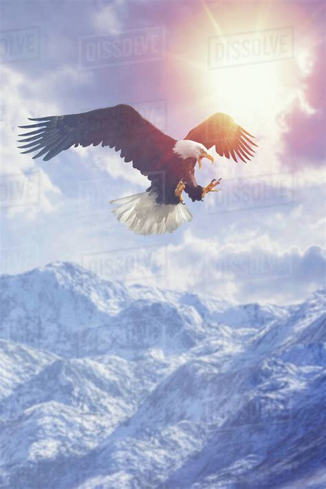Fierce Eagle Flying In Cloudy Sky Over Mountain Range In Winter Stock