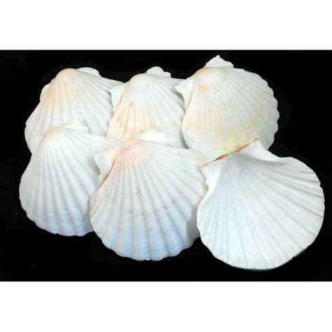 Set Of 6 Real Baking Scallop Shells 3 12 3 78 For Cooking Baking