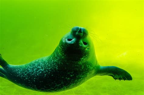 Underwater Cute Sea Animals Real
