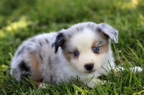 Deposits and payment can be made safely through venmo or paypal you will need to add 3% to the amount if using paypal, this is for their charges. Blue Merle Female / Mini Aussie Puppy- $4500 - Mini ...