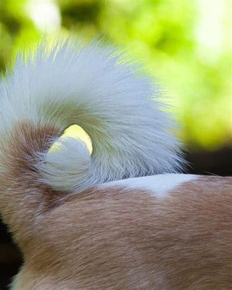 Dog Stud Tail Home Remedies Dog Discoveries