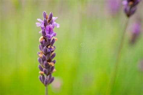 Lavender Flower Field In Fresh Summer Nature Colors On Blurred